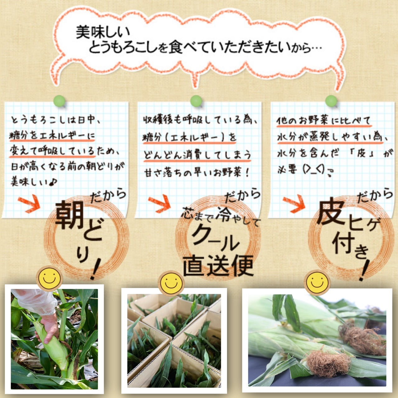 ピュアホワイト(L~2Lサイズ混合10本入り)【予約販売中】
