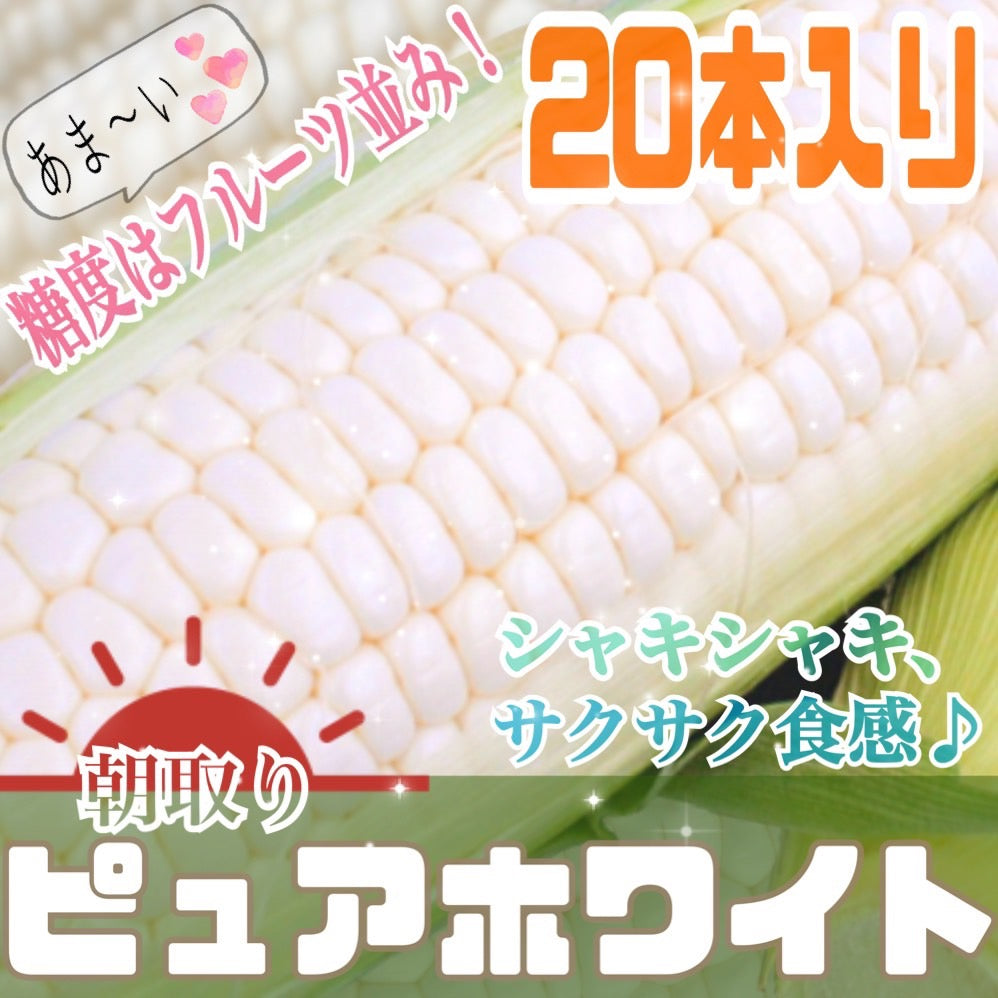 ピュアホワイト(L~2Lサイズ混合20本入り)【予約販売中】