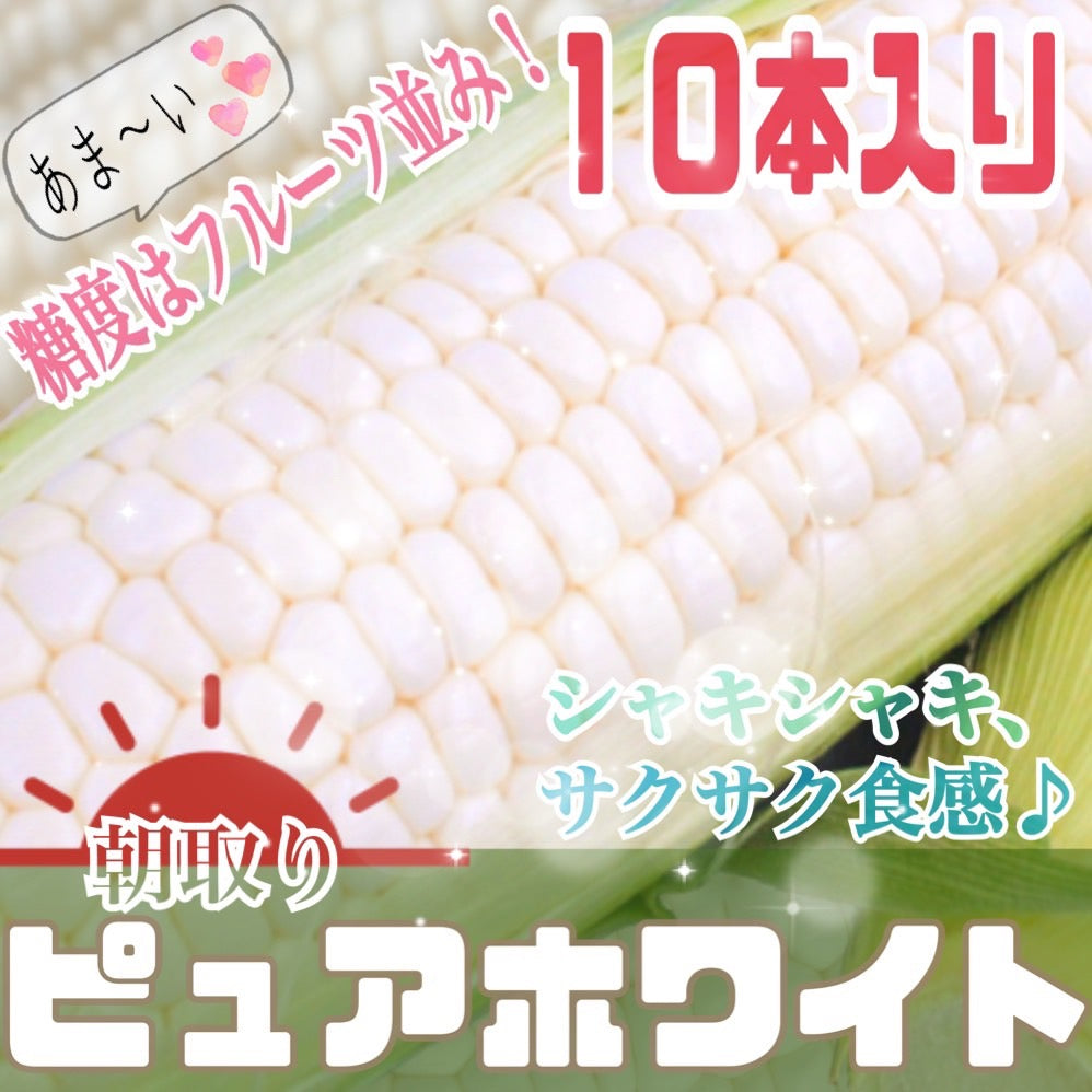 ピュアホワイト(L~2Lサイズ混合10本入り)【予約販売中】