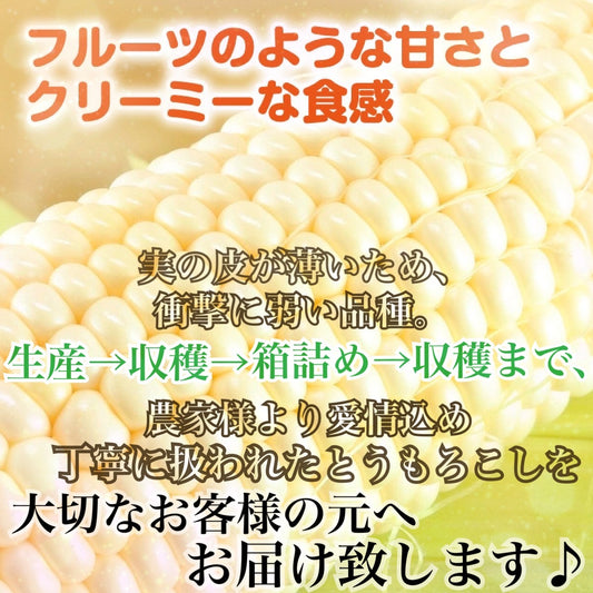 【予約販売中】ピュアホワイト(L~2Lサイズ混合20本入り)