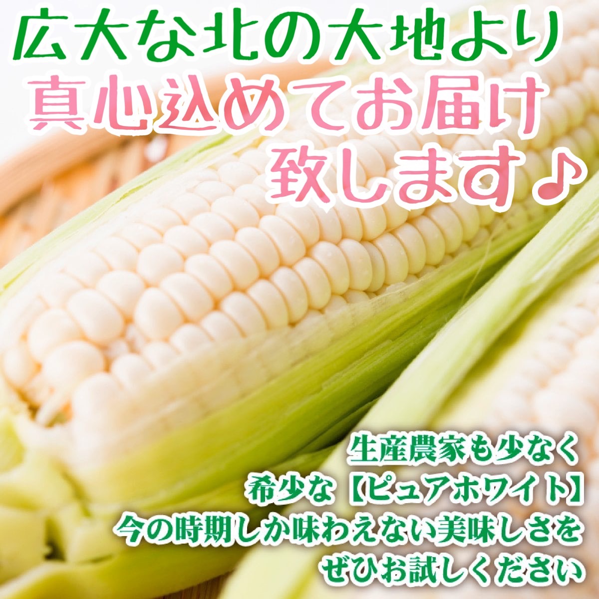 ピュアホワイト(L~2Lサイズ混合20本入り)【予約販売中】
