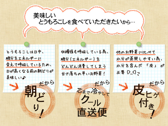 北海道の黄色いとうもろこし!ゴールドラッシュ(10本入)