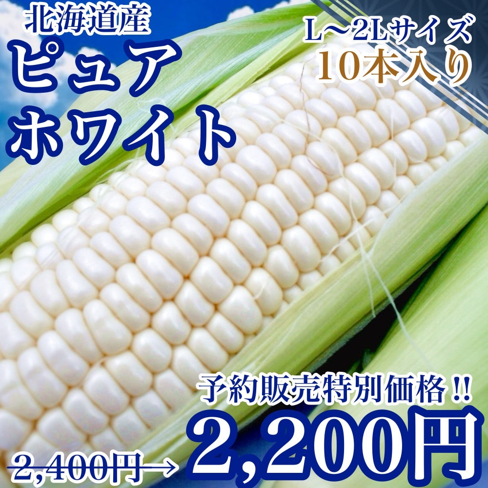 【予約販売中】ピュアホワイト（L～2Lサイズ混合10本入り）