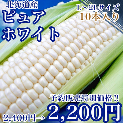 【予約販売中】ピュアホワイト（L～2Lサイズ混合10本入り）