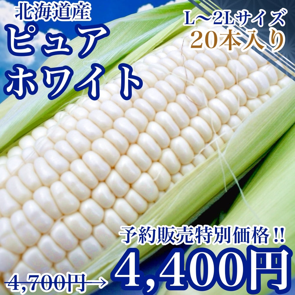 【予約販売中】ピュアホワイト（L～2Lサイズ混合20本入り）