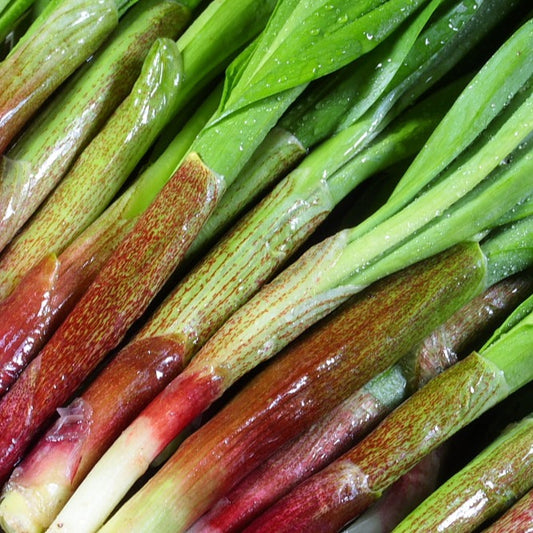 【予約販売中】行者にんにく（400g）