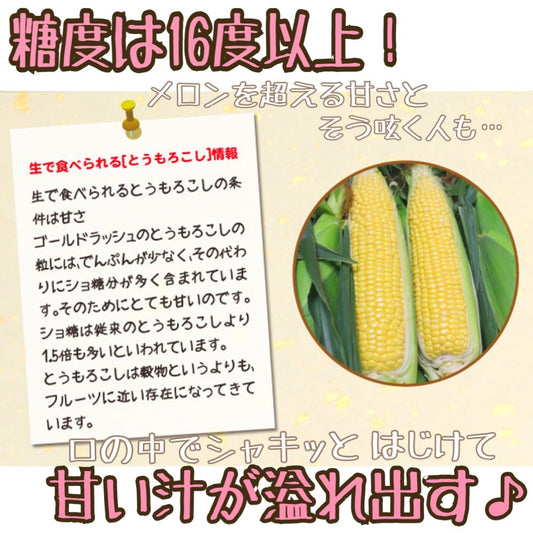 【予約受付中】とうもろこしゴールドラッシュ（L～2Lサイズ 20本入り）
